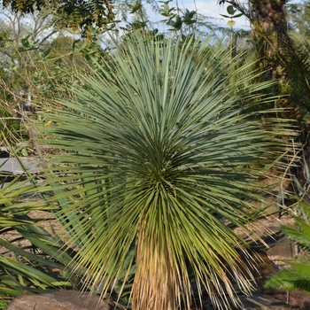 Yucca rostrata '' (073412)