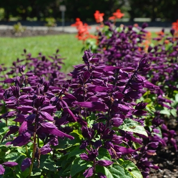 Salvia splendens Sizzler™ 'Purple' (073433)