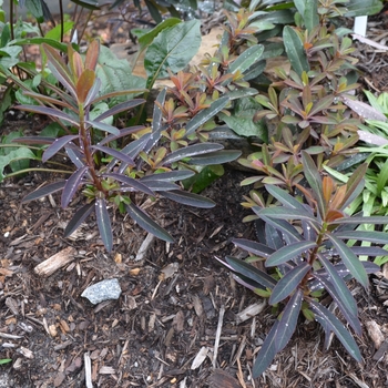 Euphorbia x martinii 'Cherokee' (073521)