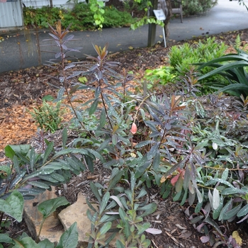Euphorbia x martinii 'Cherokee' (073523)