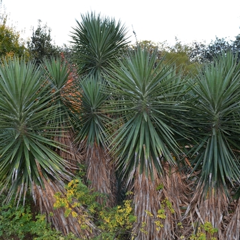 Yucca aloifolia '' (073536)