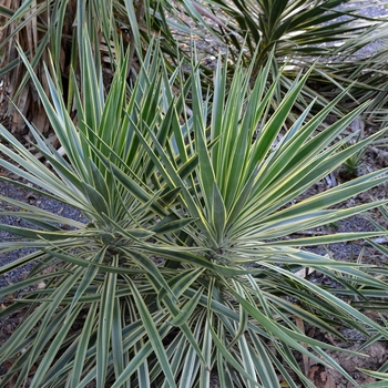 Yucca aloifolia 'Marginata' (073539)