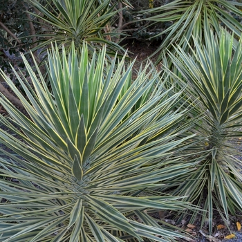 Yucca aloifolia 'Marginata' (073540)