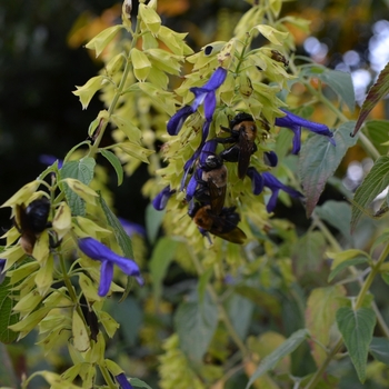 Salvia mexicana 'Limelight' (073549)
