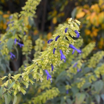 Salvia mexicana 'Limelight' (073550)