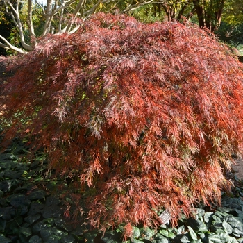 Acer palmatum var. dissectum 'Crimson Queen' (073565)