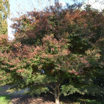 Acer palmatum 'Wou nishiki' (073598)