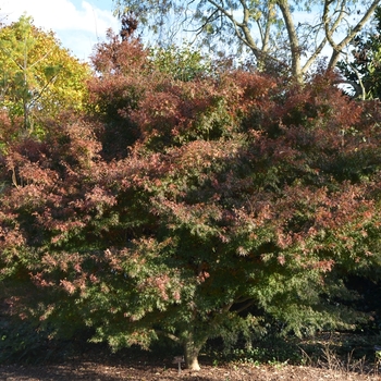 Acer palmatum 'Wou nishiki' (073599)