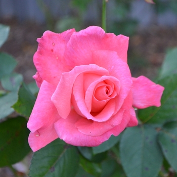 Rosa 'Touch of Class' (073614)
