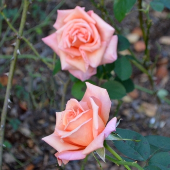 Rosa 'Sunset Celebration' (073616)