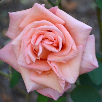 Rosa 'Sunset Celebration' (073620)