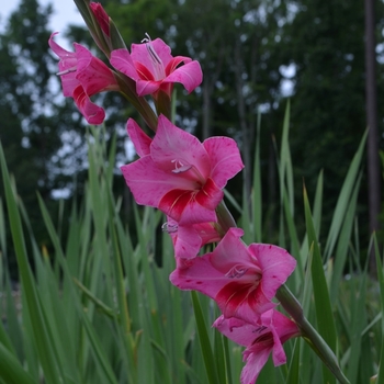 Gladiolus x hortulanus 'Bibi' (073654)