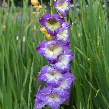 Gladiolus x hortulanus 'Bluebird' (073656)