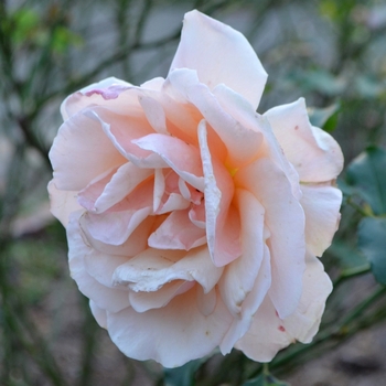 Rosa 'Mother of Pearl®' (073702)