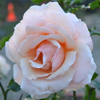 Rosa 'Mother of Pearl®' (073703)