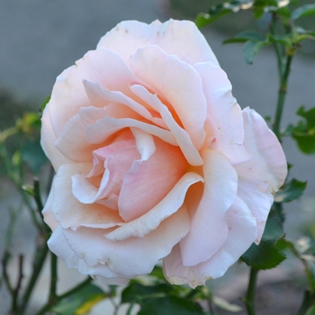 Rosa 'Mother of Pearl®' (073704)