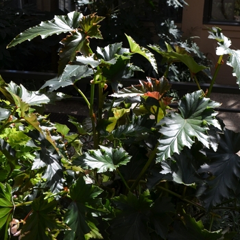 Begonia 'Irene Nuss' (073919)