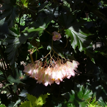 Begonia 'Irene Nuss' (073921)