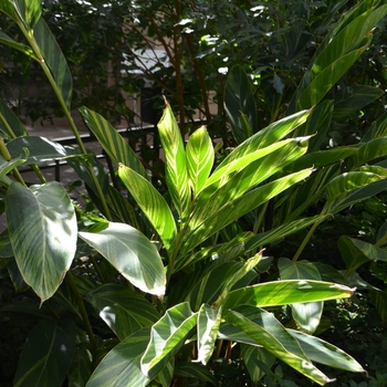 Alpinia zerumbet 'Variegata' (073929)
