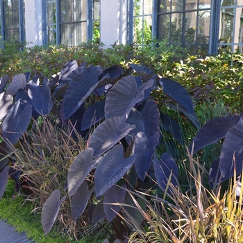 Colocasia esculenta 'Black Magic' (074019)