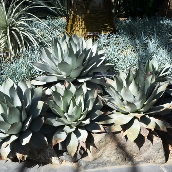 Agave parryi '' (074041)