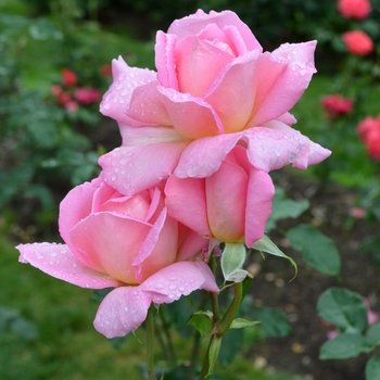 Rosa 'Tiffany' (074097)