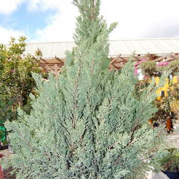 Juniperus chinensis 'Blue Point' (074133)