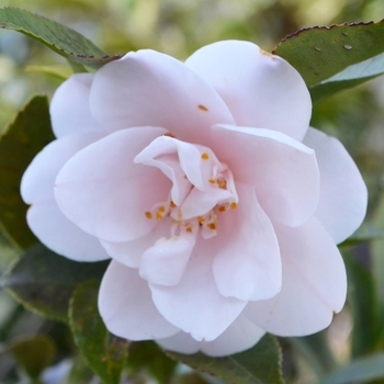 Camellia 'Spring Mist' (074173)