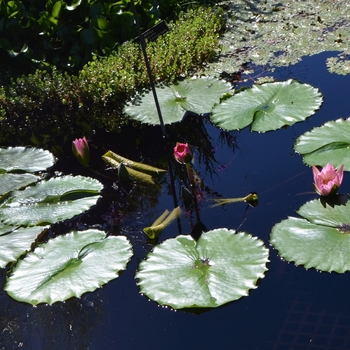 Nymphaea 'Afterglow' (074211)