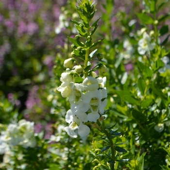 Angelonia angustifolia Archangel™ 'White Improved' (074250)