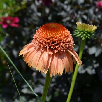 Echinacea purpurea Supreme™ 'Cantaloupe' (074270)