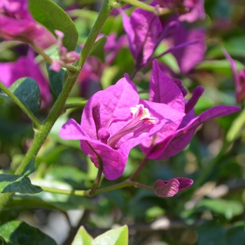 Bougainvillea x. buttiana 'Royal Purple' (074286)