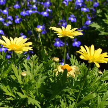 Argyranthemum 'Beauty Yellow' (074401)