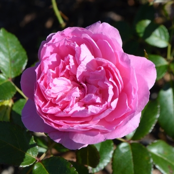 Rosa 'Orchid Romance™' (074470)