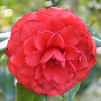 Camellia japonica 'Ed Combatalade' (074508)