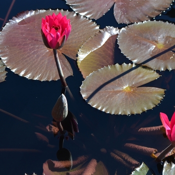 Nymphaea 'Red Flare' (074539)