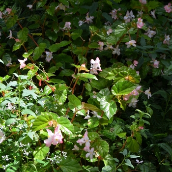 Begonia 'Richmondensis' (074542)