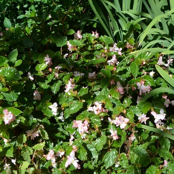 Begonia 'Richmondensis' (074544)