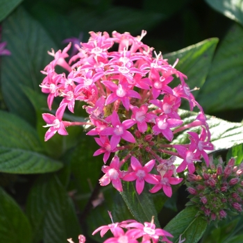 Pentas lanceolata 'Butterfly Deep Pink' (074562)