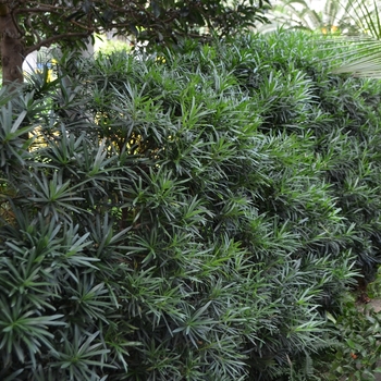 Podocarpus macrophyllus 'Maki' (074574)