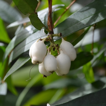 Syzygium wilsonii '' (074581)