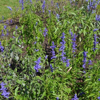 Salvia farinacea 'Blue Bedder' (074602)