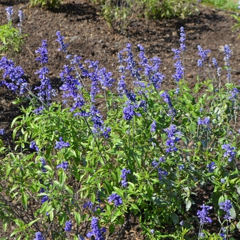 Salvia farinacea 'Gruppenblau' (074638)