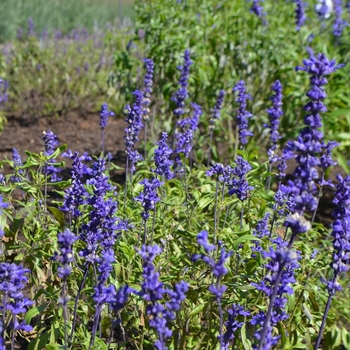 Salvia farinacea 'Victoria Blue' (074701)