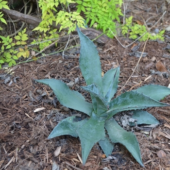 Agave 'Stormy Sieze' (074740)