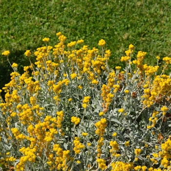 Chrysocephalum apiculatum 'Flambe® Yellow' (074767)