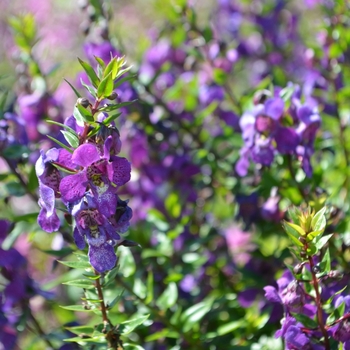 Angelonia angustifolia Serenita® 'Purple' (074771)