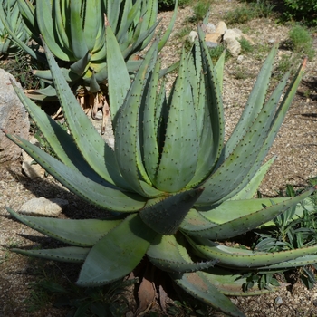 Aloe aculeata '' (075023)