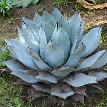 Agave parryi '' (075037)