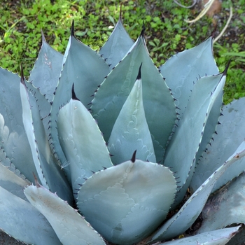 Agave parryi '' (075038)